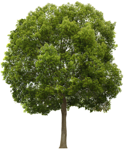Texture Hackberry Tree Png PNG Images