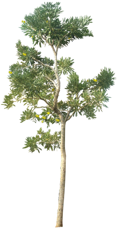 Tree Cutouts PNG Images