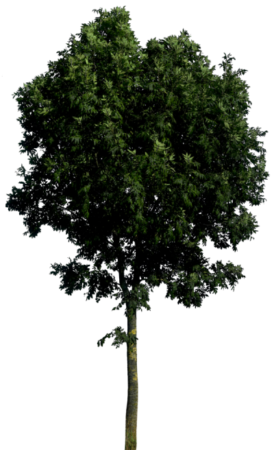 Tree Hd Png PNG Images