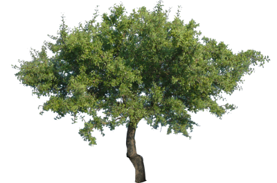 Tree Photo Png PNG Images