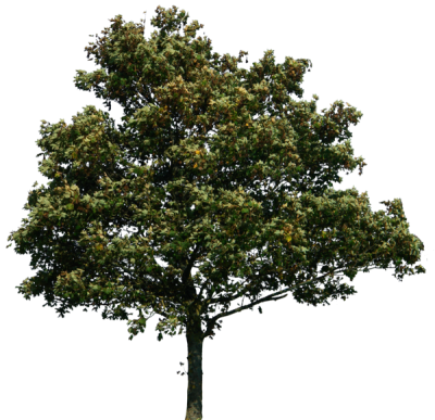 Tree Png Clipart PNG Images