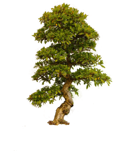 Tree Png Photo PNG Images