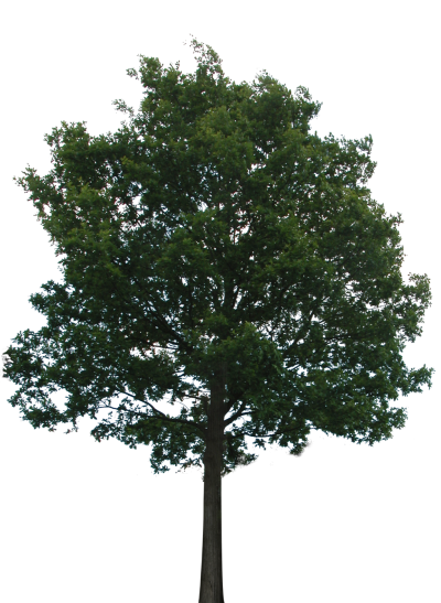 Tree With Transparency Png PNG Images
