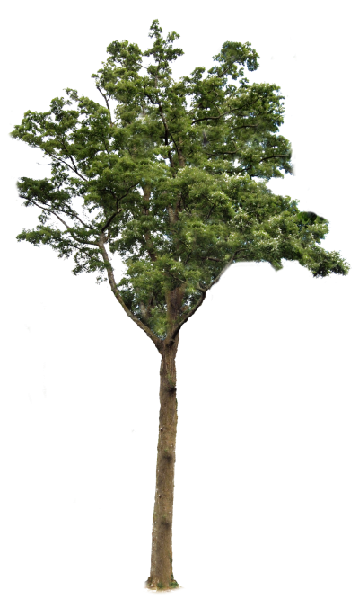 Tree With Transparent Background PNG Images