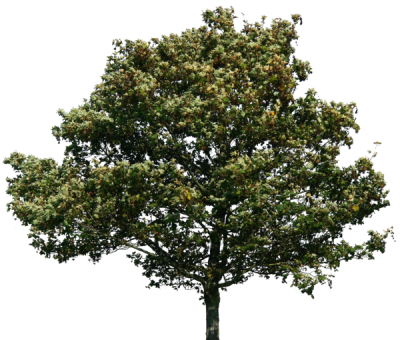 Trees Green Png PNG Images