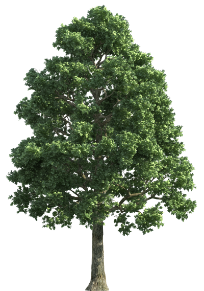 Trees Png Photo PNG Images