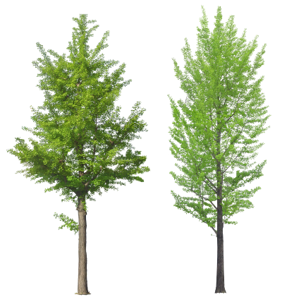 Two Tree Png Transparent Png Image PNG Images