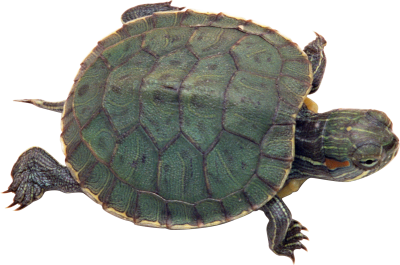 Turtle Icon Clipart PNG Images