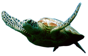 Turtle Amazing Image Download PNG Images