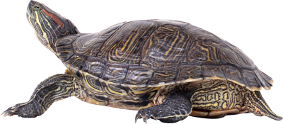 Turtle PNG Vector Images with Transparent background - TransparentPNG