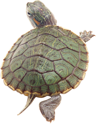 Turtle Clipart Hd PNG Images