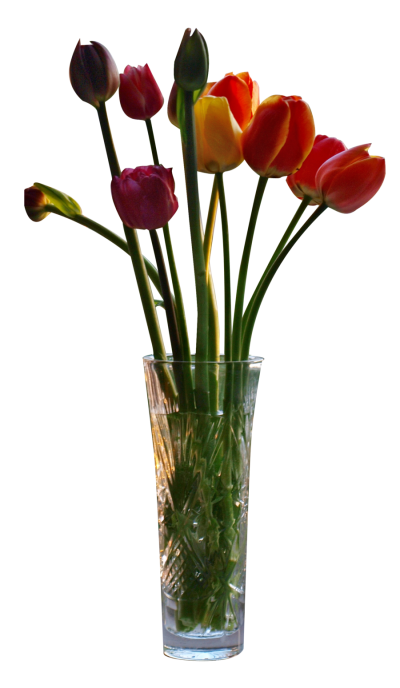 Tulips In Vase Cut Out Image PNG Images