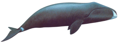 Whale Clipart PNG Photos PNG Images