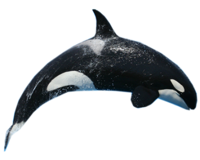 Download WHALE Free PNG transparent image and clipart
