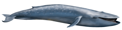 Whale Transparent PNG Images