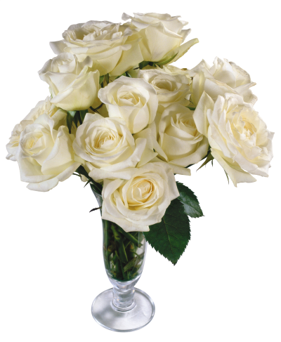 White Real Rose Vector PNG Images