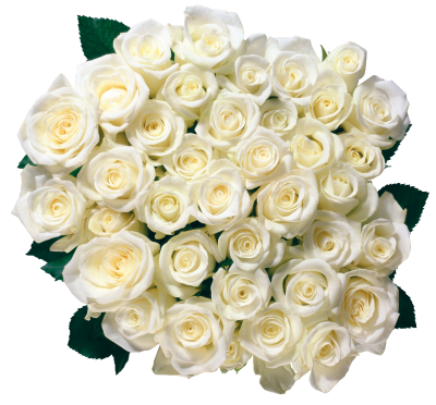 White Rose Bucket Photos PNG Images