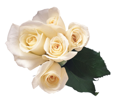 White Roses HD Photo Png PNG Images