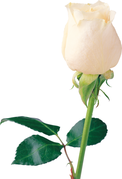 White Rose Clipart Photo PNG Images