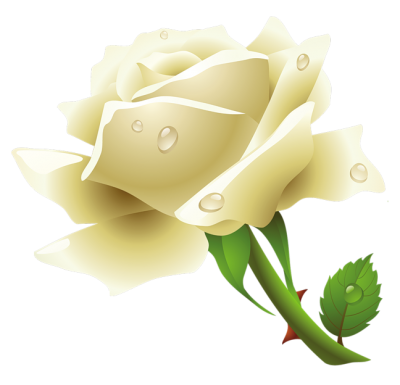 Download WHiTE ROSE Free PNG transparent image and clipart