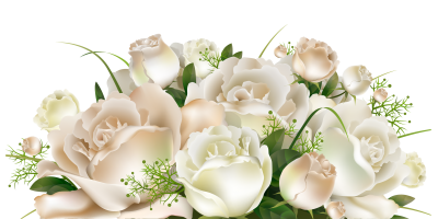 download white rose free png transparent image and clipart white rose free png transparent image