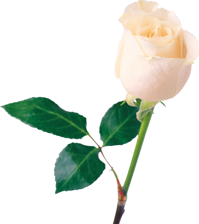 White Rose With Leaf Clipart PNG File PNG Images
