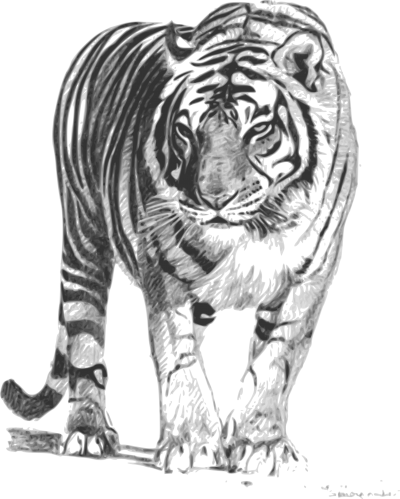 download white tiger free png transparent image and clipart