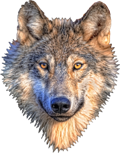 Cream Wolf Head Pictures PNG Images