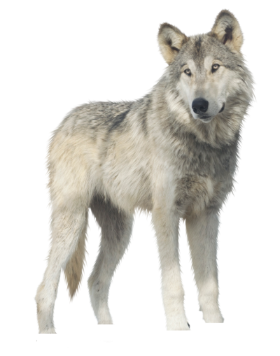 Wolf Transparent Background PNG Images