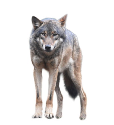 Wolf Transparent Picture PNG Images