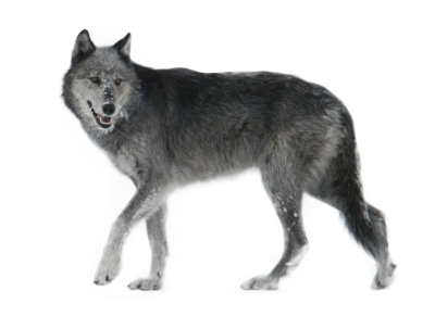 Wolf Simple PNG Images