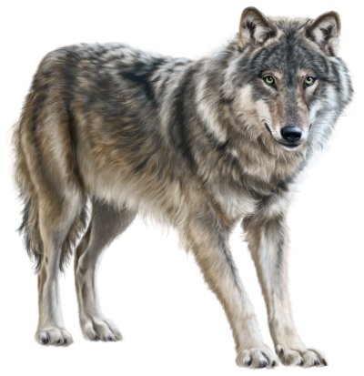 Wolf Free PNG PNG Images