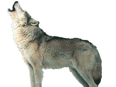 Wolf Icon Clipart PNG Images