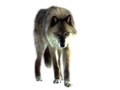 Wolf Free Download PNG Images
