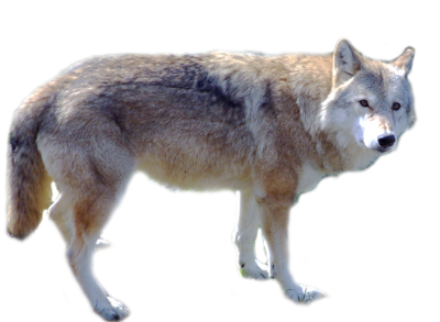 Wolf Best Png PNG Images