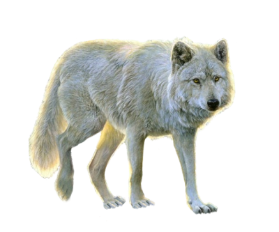 Wolf Wonderful Picture Images PNG Images