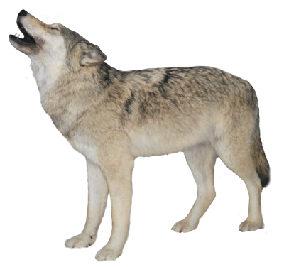 Wolf Clipart PNG File PNG Images