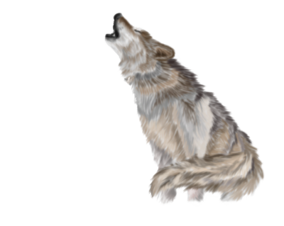 Wolf Transparent PNG Images