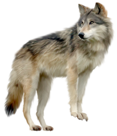 Wolf Free Download Transparent PNG Images