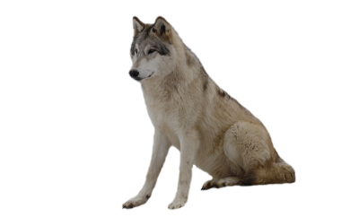 Wolf Cut Out PNG Images