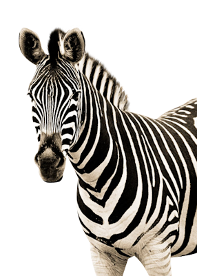 Zebra Amazing Image Download PNG Images