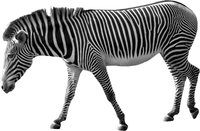 Zebra Photos PNG Images