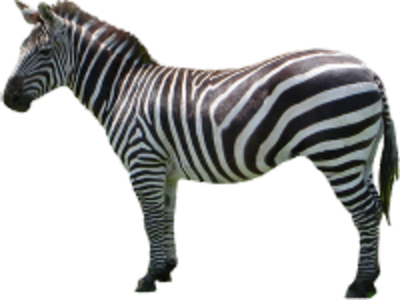 Zebra Clipart PNG File PNG Images