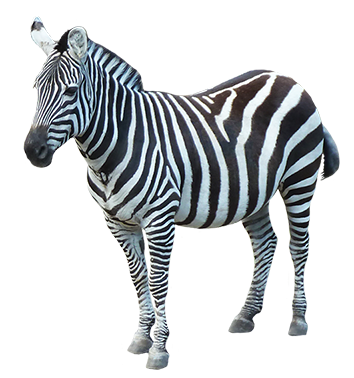Zebra High Quality PNG PNG Images