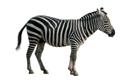 Download Zebra PNG PNG Images